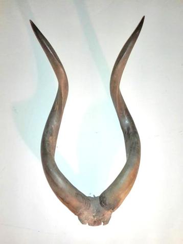 Trophée en corne de kudu en forme d'antilope africaine antiq, Enlèvement ou Envoi, Comme neuf, Animal sauvage, Bois ou Tête