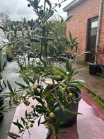 Olijfboom, gezond en super productief, Tuin en Terras, Planten | Bomen, Ophalen, In pot, Olijfboom