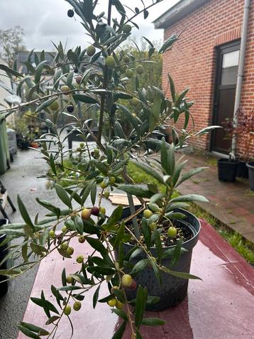 Olijfboom, gezond en super productief beschikbaar voor biedingen