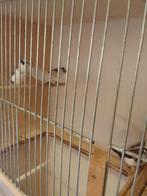 Exoten, Dieren en Toebehoren, Vogels | Overige Vogels