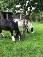 Gezocht stalmatten/ rubbermatten, Dieren en Toebehoren