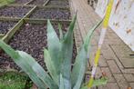 Agave cactus 80 cm hoog., Tuin en Terras, Ophalen, Vaste plant, Overige soorten, Volle zon