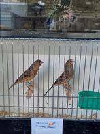 Kruising roodmus x kanarie, Dieren en Toebehoren, Geringd