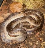 Python tâcheté (antarasia), Dieren en Toebehoren, Reptielen en Amfibieën, Slang, Met terrarium, 3 tot 6 jaar