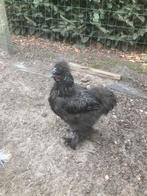 Jonge zwarte zijdehoen-haan ( 6 maanden), Dieren en Toebehoren, Pluimvee, Mannelijk, Kip