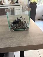 Te koop: glazen visaquarium, Dieren en Toebehoren, Ophalen, Zo goed als nieuw