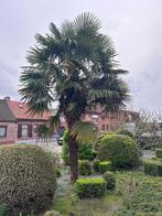 palmboom, Jardin & Terrasse, Plantes | Arbres, 400 cm ou plus, Enlèvement, Palmier