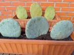 2 terracotta bloembakken met cactussen 10 euro en 8 euro, Ophalen