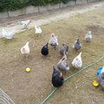 Haan Silverruds bla, Dieren en Toebehoren, Pluimvee, Mannelijk, Kip