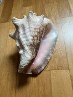 Schelpen collectie te bieden, Verzamelen, Ophalen, Schelp(en)