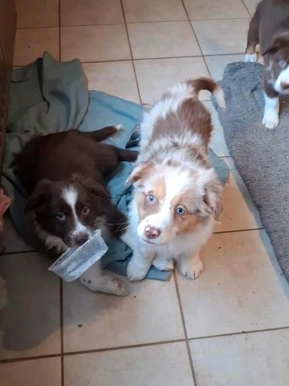 Leuke bordershep pups op boerderij geboren ouders aanwezig, Dieren en Toebehoren, Honden | Herdershonden en Veedrijvers, Meerdere dieren