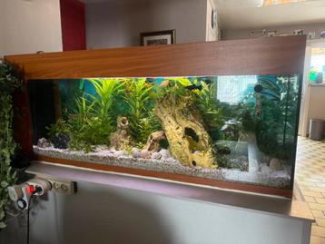 Aquarium 120l,  vissen en planten beschikbaar voor biedingen