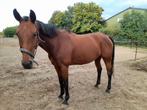 7 jarige merrie, Dieren en Toebehoren, Paarden, Merrie