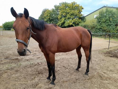 7 jarige merrie, Dieren en Toebehoren, Paarden, Merrie