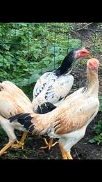 Zuivere O-Shamo hennen, zie omschrijving!, Dieren en Toebehoren, Pluimvee, Vrouwelijk, Kip