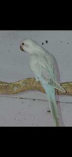 GEZOCHT: Muisparkieten en pyrrura enz, Dieren en Toebehoren, Vogels | Parkieten en Papegaaien