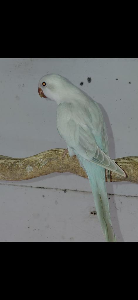 GEZOCHT: Muisparkieten en pyrrura enz, Dieren en Toebehoren, Vogels | Parkieten en Papegaaien