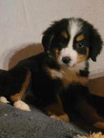 Berner sennen pups groeien huiselijk op ouders HD vrij, Belgique, 8 à 15 semaines, Plusieurs, Éleveur | Loisir