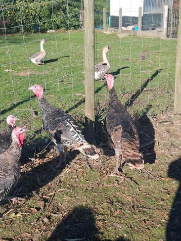 Enkele mooie Ronqiere kalkoen hanen! Liefst ruilen v hennen beschikbaar voor biedingen