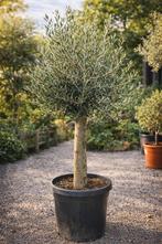 Terrasolijfboom Olea Europaea, Ophalen
