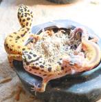 Geckos Léopards à Vendre-Diverses Couleurs, À partir de €99, Animaux & Accessoires, Reptiles & Amphibiens, Lézard, 0 à 2 ans