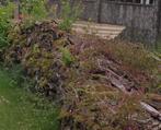 GRATIS +/- 20 kuub brandhout, Tuin en Terras, Brandhout, 6 m³ of meer, Ophalen, Overige houtsoorten, Stammen