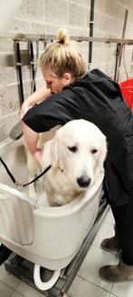 RUWHARIGE HONDEN GEZOCHT, Ophalen