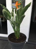 Strelitzia of paradijsvogelbloem, Tuin en Terras, Planten | Tuinplanten, Ophalen