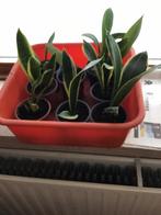 Sanseveria Tongen., Huis en Inrichting, Ophalen, Volle zon
