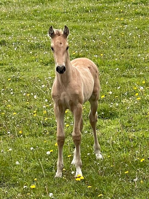 Prachtig valkkleurig PRE veulen, Animaux & Accessoires, Chevaux, Étalon, 160 à 165 cm, 0 à 2 ans, Vermifugé