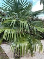 Winterharde palmboompjes verschillende maten, Tuin en Terras, Planten | Tuinplanten, Ophalen