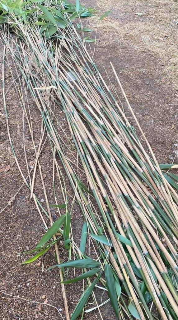 bamboe stokken en/of bamboe kluiten, Tuin en Terras, Planten | Struiken en Hagen, Bamboe, 250 cm of meer, Ophalen