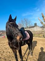 Lessen, Dieren en Toebehoren