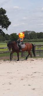 16 jarige D- pony ruin, Dieren en Toebehoren, Ruin