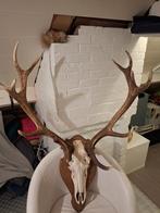 Gewei edelhert, Ophalen, Zo goed als nieuw, Hert, Gewei of Kop