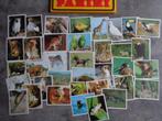 AUTOCOLLANTS PANINI ANIMAUX ANIMAUX ANNO 1991 36X, Enlèvement ou Envoi