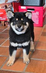 Shiba inu teefje - geteste ouders en stamboom, Dieren en Toebehoren, België, Fokker | Hobbymatig, Overige rassen, CDV (hondenziekte)