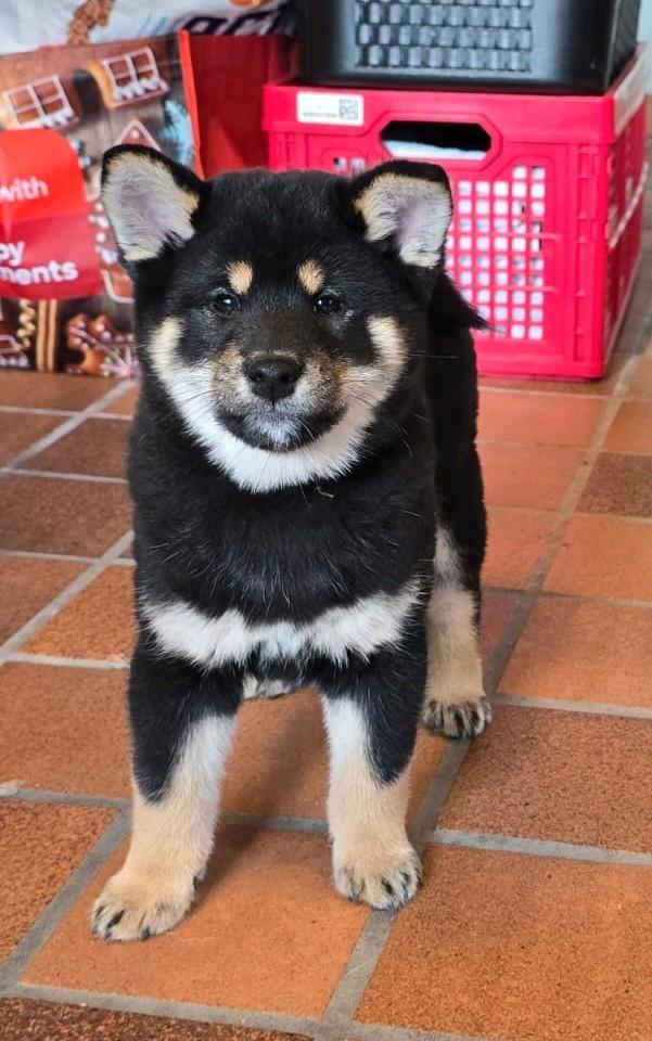 Shiba inu teefje - geteste ouders en stamboom, Dieren en Toebehoren, Honden | Poolhonden, Keeshonden en Oertypen, Teef, Overige rassen