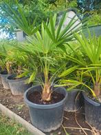 Palmbomen trachycarpus fortunei, Enlèvement