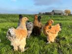 brahma kippen in verschillende kleuren, Vrouwelijk, Kip