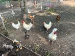 Pluimvee, Dieren en Toebehoren, Pluimvee