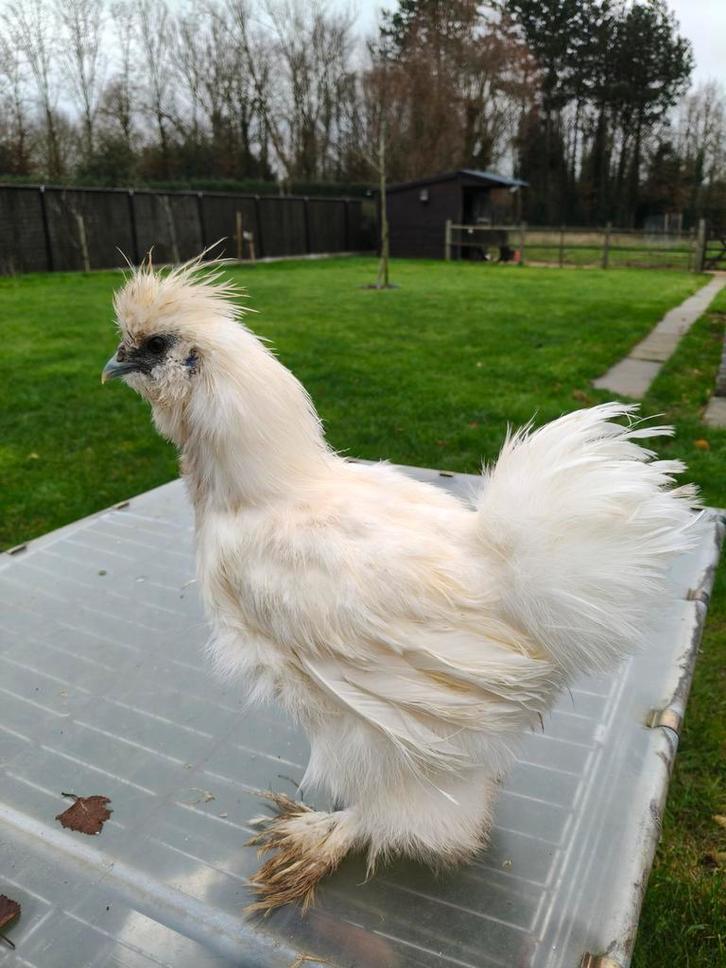 Witte zijdehoen haan, Dieren en Toebehoren, Pluimvee