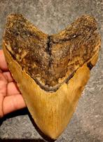 hele dikke MEGALODON TAND USA	348	gr	14.4x10.5x2.9	cm, Verzamelen, Mineralen en Fossielen, Ophalen of Verzenden, Fossiel