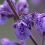 Nepeta Six Hills Giant, Tuin en Terras, Ophalen