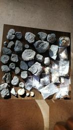 Lot fossielen (60+ ammonieten), Ophalen of Verzenden, Fossiel