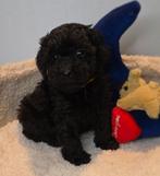 Super mooie dwergpoedeltje, Chien (mâle), Caniche, Belgique, Un chien