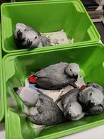 Handtamme grijze roodstaarten, Dieren en Toebehoren, Meerdere dieren, Papegaai, Geringd