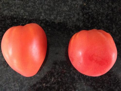 5 zaden tomaat Coeur de boeuf Oxheart - vleestomaat - bio, Tuin en Terras, Bloembollen en Zaden, Zaad, Voorjaar, Volle zon, Verzenden
