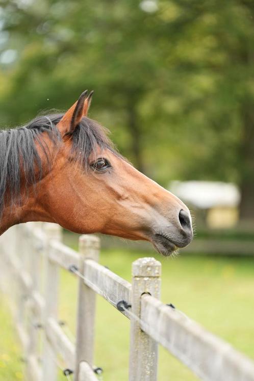 Top fokmerrie, Dieren en Toebehoren, Paarden, Hengst
