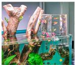 Vistoren voor aquarium, Dieren en Toebehoren, Vissen | Aquaria en Toebehoren, Ophalen of Verzenden, Nieuw